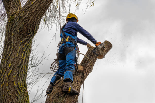 Professional Tree Service in Cumberland Center, ME